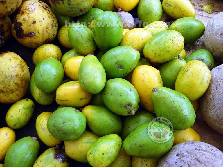 معرفی و راهنمای پرورش درختان میوه - آمبارِلا